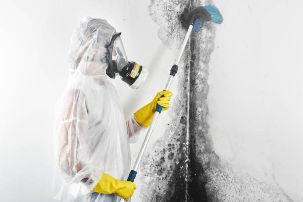 Best Mold Prevention Services  in Hughes Springs, TX