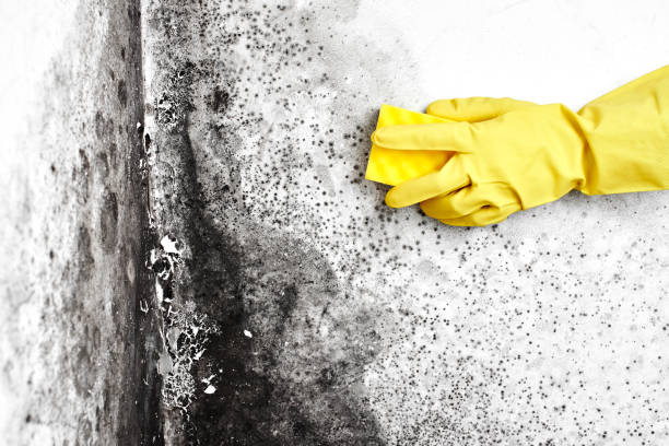 Best Basement Mold Removal  in Hughes Springs, TX