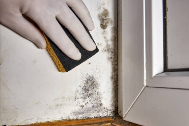 Best Mold-Related Health Consultation  in Hughes Springs, TX